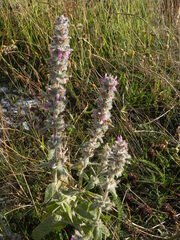 Stachys germanica