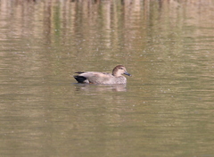 Mareca strepera