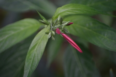 Dianthera secunda