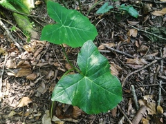 Xanthosoma robustum