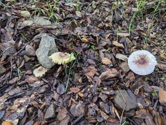 Coprinopsis uliginicola