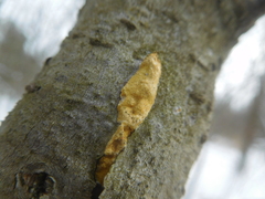 Trichoderma sulphureum