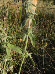 Stachys germanica