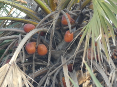 Hyphaene dichotoma