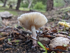 Coprinopsis uliginicola