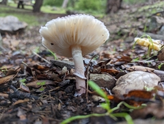 Coprinopsis uliginicola
