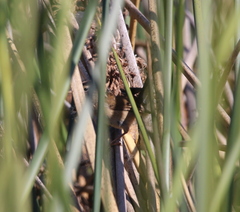 Cistothorus palustris