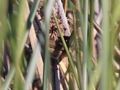 Cistothorus palustris