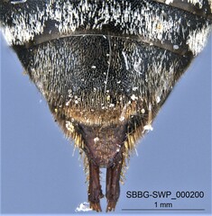 Triepeolus melanarius