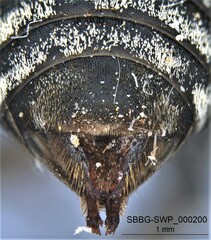 Triepeolus melanarius