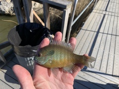 Lepomis aquilensis