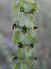 Sideritis montana