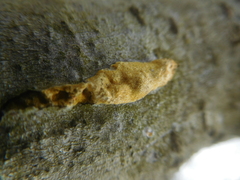 Trichoderma sulphureum