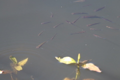 Gambusia affinis