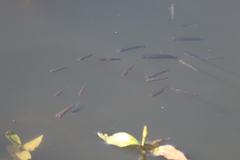 Gambusia affinis