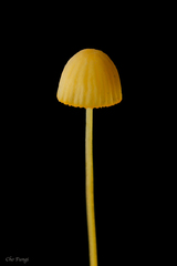 Mycena oregonensis