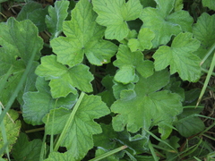 Ribes sanguineum