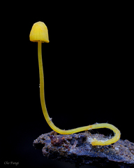 Mycena oregonensis
