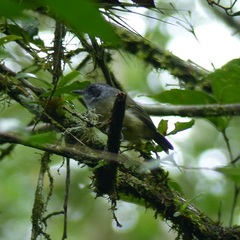 Dysithamnus mentalis