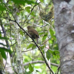 Schiffornis virescens