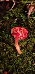 Pseudohygrocybe