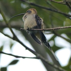 Phaethornis eurynome