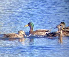 Anas platyrhynchos × fulvigula