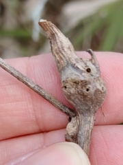 Neolasioptera lathami