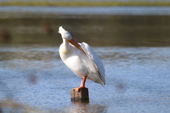 Pelecanus erythrorhynchos