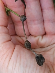 Neolasioptera lathami