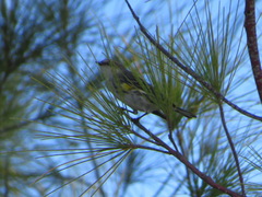 Setophaga coronata