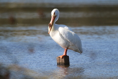Pelecanus erythrorhynchos