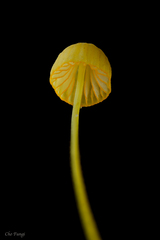 Mycena oregonensis