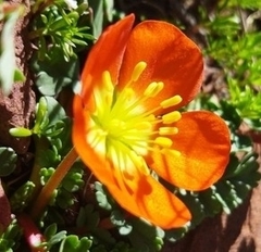 Hypseocharis pimpinellifolia