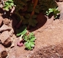 Hypseocharis pimpinellifolia
