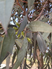 Eucalyptus