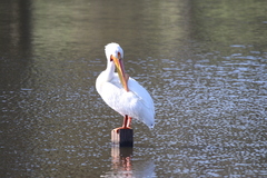 Pelecanus erythrorhynchos