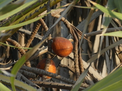 Hyphaene dichotoma
