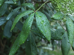 Pseudopanax lessonii