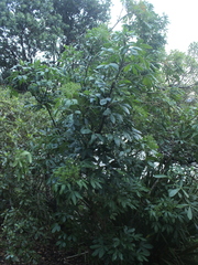 Pseudopanax lessonii
