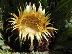 Carlina acanthifolia