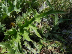 Carlina acanthifolia