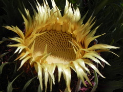 Carlina acanthifolia