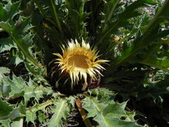 Carlina acanthifolia