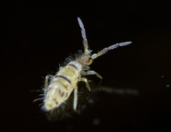 Entomobrya atrocincta
