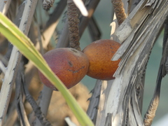 Hyphaene dichotoma