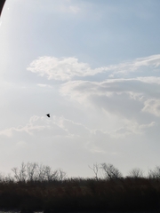 Haliaeetus leucocephalus