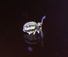 Sminthurinus elegans