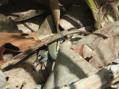 Pholidoscelis auberi