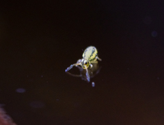 Sminthurinus elegans